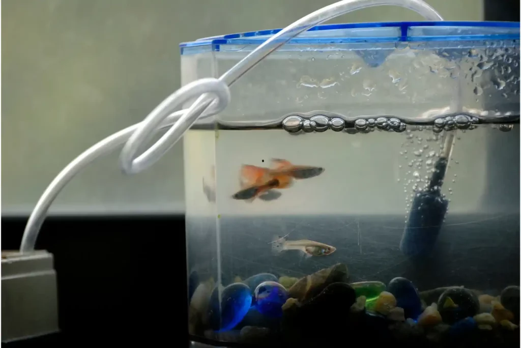 how to clean fish tank at home?