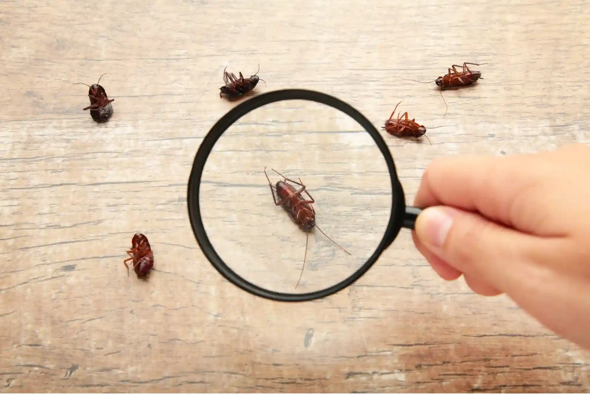 pest control Abu Dhabi